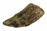 Bargain, Tyrannosaur (Nanotyrannus) Tooth - Montana #350762-1